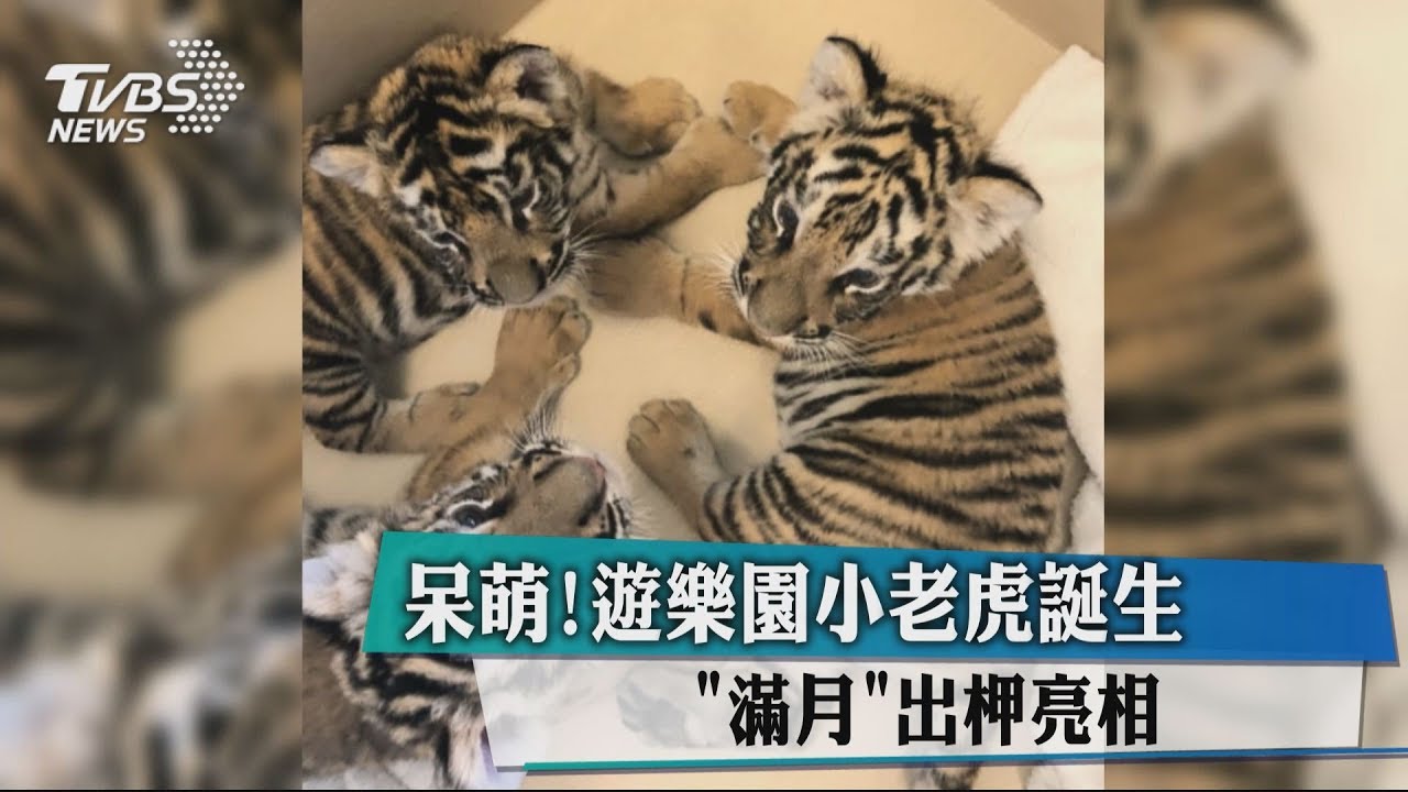 要融化惹!遊樂園呆萌小老虎 滿月出柙亮相
