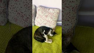 【暮らす様に旅をする】バリ島編#bali