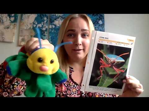 Insect and Bug Flashcards