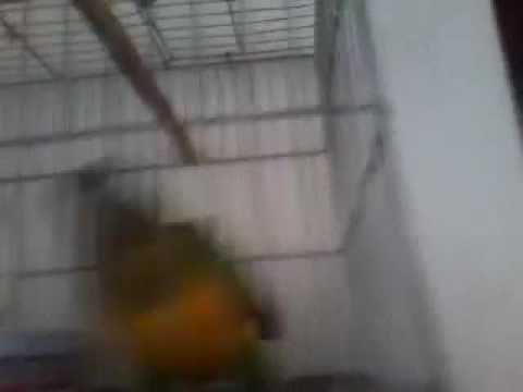 O papagaio capoeirista