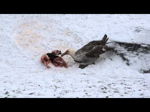 Southern Giant Petrel eating a penguin