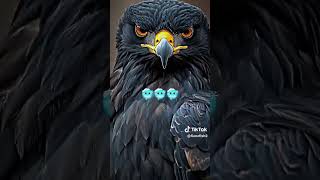 Download lagu Suara burung kece menurut saya🤙 #fypyoutube #elang #garuda #bismillahfyp #shortvideo #animals #4u mp3