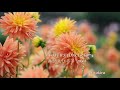 優しい歌声 薬師丸ひろ子 A LOVER S CONCERTO 優しいそよ風が吹く 歌詞付き