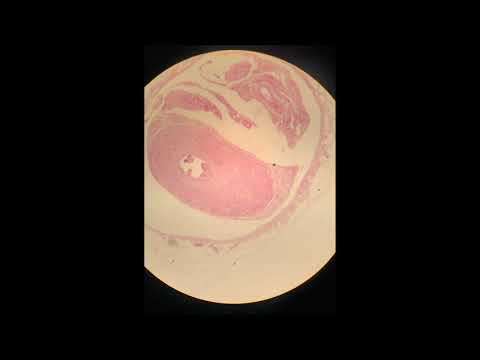 Sistema Reprodutor Masculino