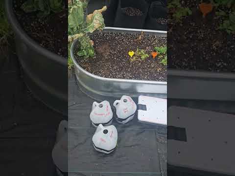 My Garden Tour & Biggest Breakthrough #OrganicGardening #GrowYourOwnFood #GardenTour