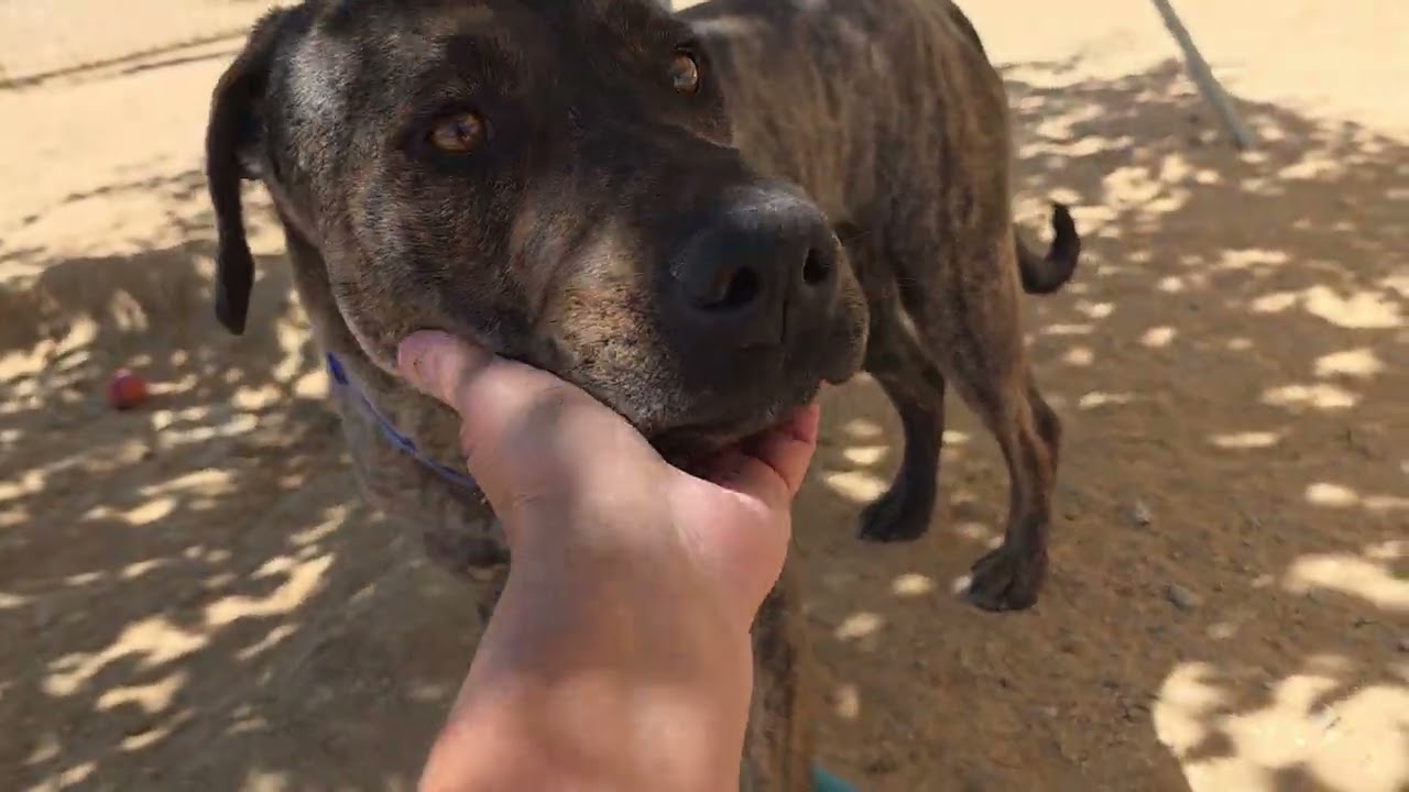 Enlarge Ranger, a Adoptable mixed breed in California City, CA video 5/5