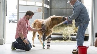 [閒聊] 當年無聲鈴鹿是不是有機會不用安樂死阿?