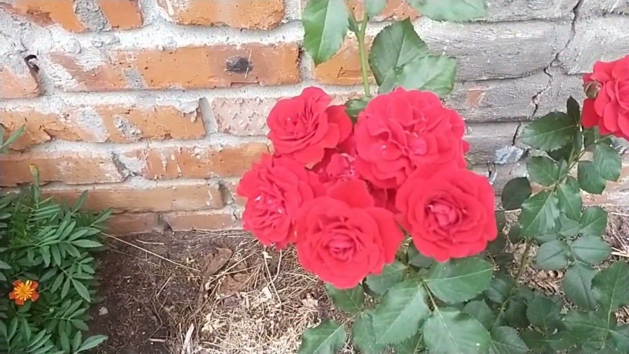 Роза 🌹 Нина Вейбул