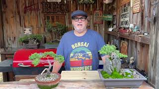 Introduction to the Natural State Bonsai Channel