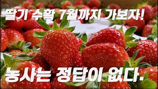 농업은 정답이 없다. / strawberry