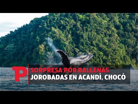 Sorpresa por Ballenas Jorobadas en Acandí, Chocó I19.11.23I Telepacífico Noticias