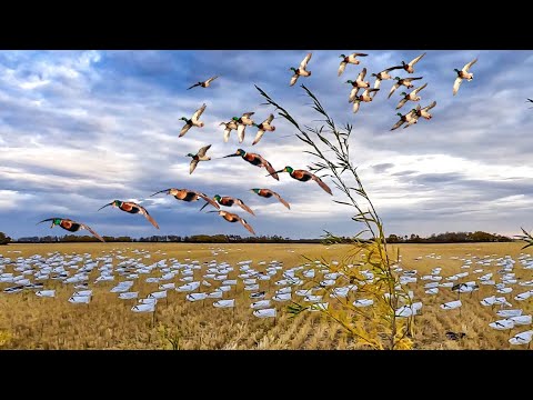 CANADIAN BUSH BLIND MALLARD BEATDOWN!! 8 Man Limit