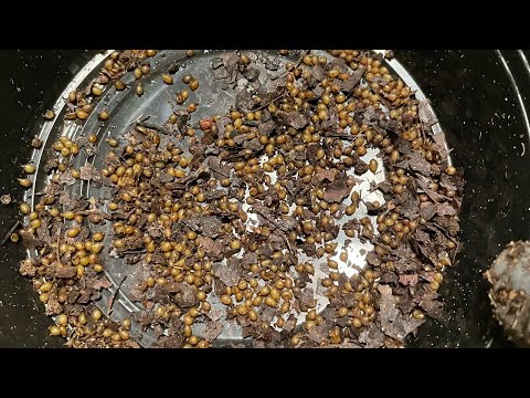 BREEDER BIN Cocoon Counting Results - Data Given That YOU Can Use To Make Decisions