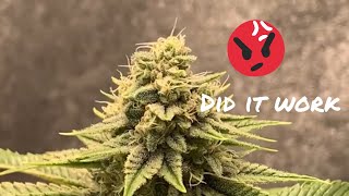 Trying to get rid of Powdery Mildew , watch this !