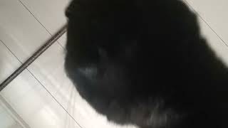 おはようめしくれを告げる黒猫