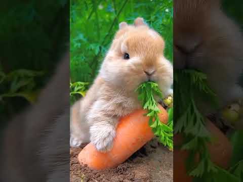 Cute Bunny eating carrot 🥕🐇💞||Please subscribe