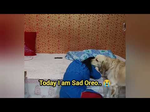Oreo takes Care of Reshu when she sad || Dog videos Shorts Reels ||