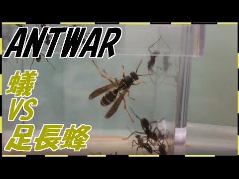 蟻戦争＃130   トゲオオハリアリVSアシナガバチ～数の暴力～編～ant vs wasp～