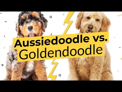 オージードゥードルとゴールデンドゥードル - 違いは何ですか? 🐶🦴🐶