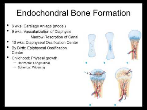 Fracture healing and repair pt 1 - basic science