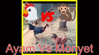 Download lagu Monyet Vs Ayam ,monyet jail,monyet iseng,monyet nakal,monyet lucu mp3