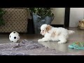 Cavapoo dogs for sale: Loki - Video 1