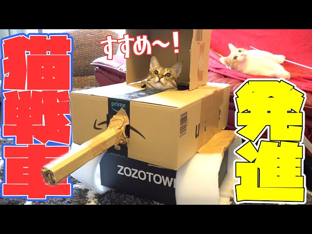 大流行の ねこ戦車 作ってみたら猫たちが大暴走 新闻 Now 大流行の ねこ戦車 作ってみたら猫たちが大暴走 新闻 Now