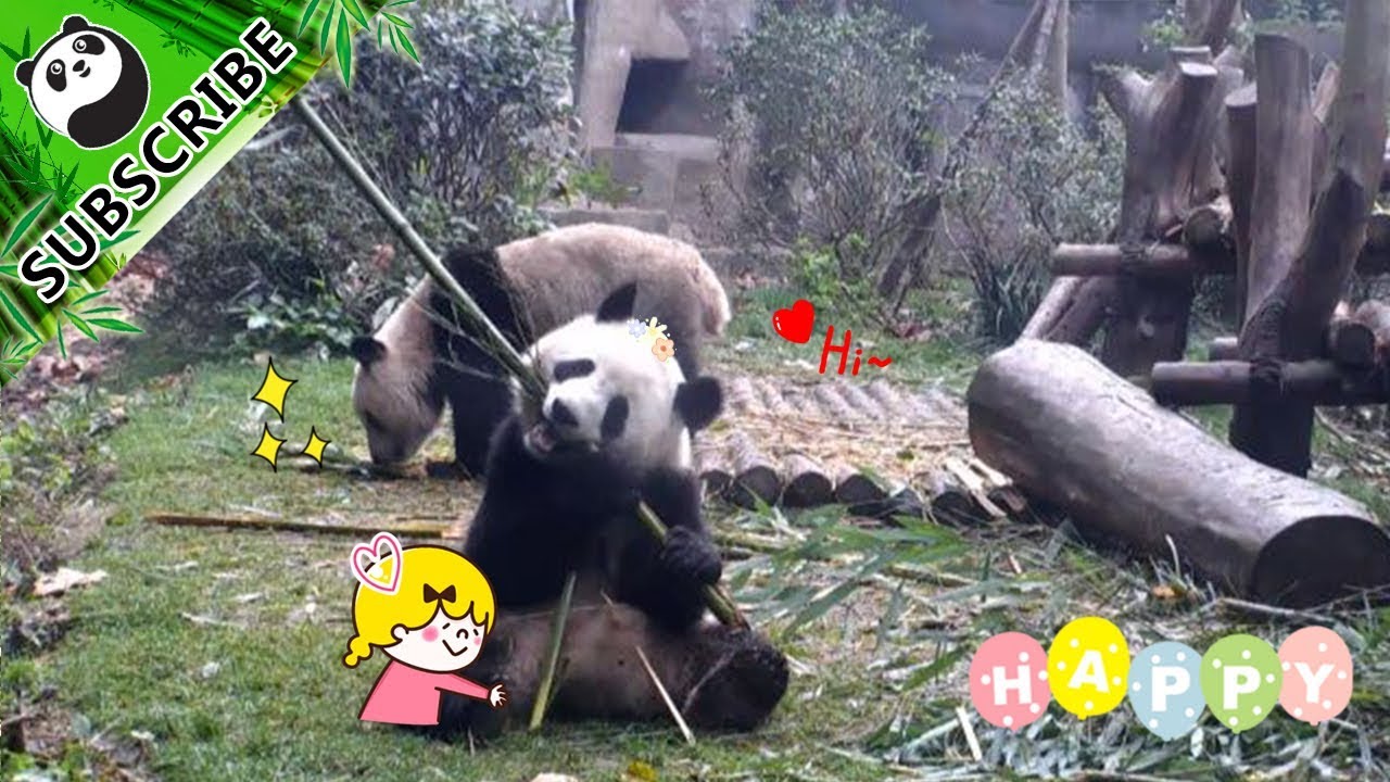 Two Pandas Fighting For Bamboos! | iPanda