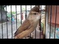 Download Lagu Suara Asli Burung Kerak Basi Alis Putih / CIGROK GACOR Mp3 Free