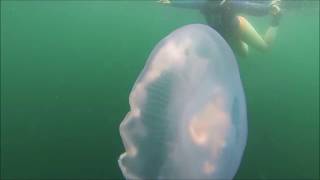 Snorkel,  April 18, 2015