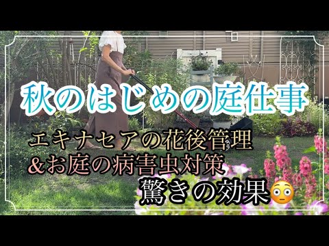 紫色のコーンフラワーの種子は、部分的な日陰、完全な太陽の場所から始まります