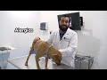 Las 3 enfermedades dermatológicas más comunes en los perros