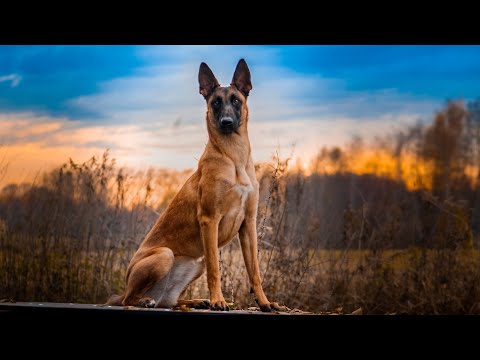 Belgian Shepherd Malinois TOP 5 WHAT YOU NEED TO KNOW