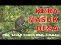 KERA MASUK DESA