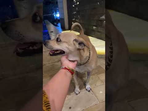 30 minutes live - dogs playing and snacking