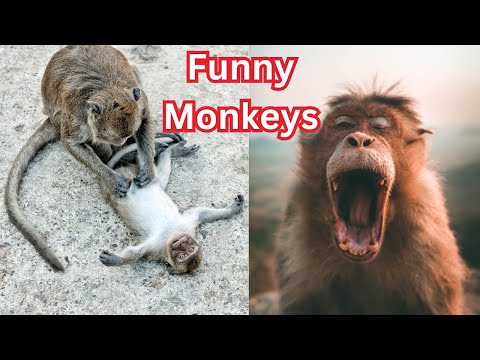 Aren't monkeys just the funniest? - Funny monkey compilation