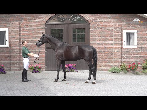 Deep Black Don Nobless Hotline