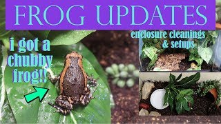 FROG UPDATES | Enclosure Cleanings + Meet My Chubby Frog!
