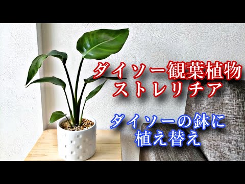 ストレチアの木 植物