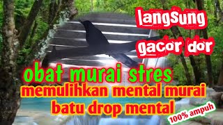 Download lagu terapi murai batu stres dan drop mental || terapi murai batu macet bunyi mp3