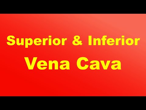 Superior and Inferior Vena Cava  I Blood Flow
