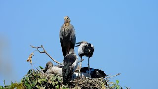 Download lagu Healing Music for Inner Peace and Calm Nature Stress Release Relaxing Sound EP5 mp3