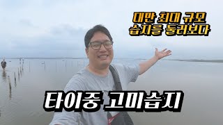 타이중에 대만 최대 규모의 습지가? 고미습지와 펑지아 야시장 [2025 나홀로 대만 여행 09, 타이중]