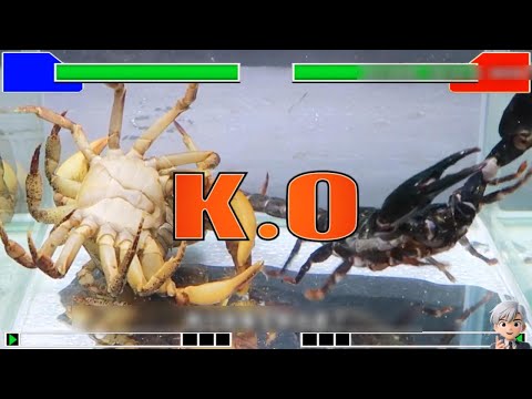 Crab vs Scorpion — Uncut Wildlife Footage
