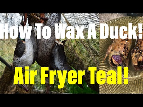, title : 'Louisiana Teal Hunt, Clean & Cook! How to WAX A DUCK! (Air Fryer Roasted DUCK!)'