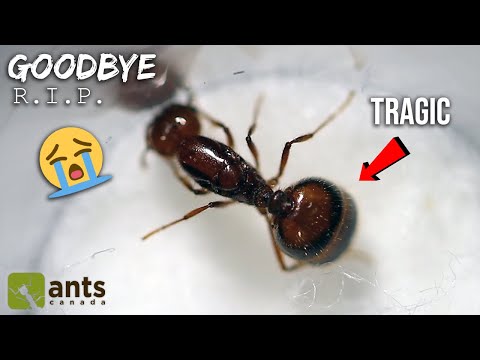 Saying Goodbye to My Fire Ant Queen | She Will Die Now