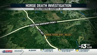 Police investigating horse found shot, killed in Muhlenberg County