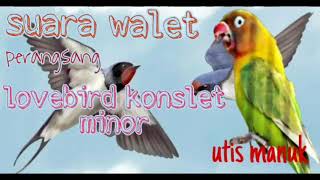 Download lagu masteran lovebird konslet minor suara walet... mp3