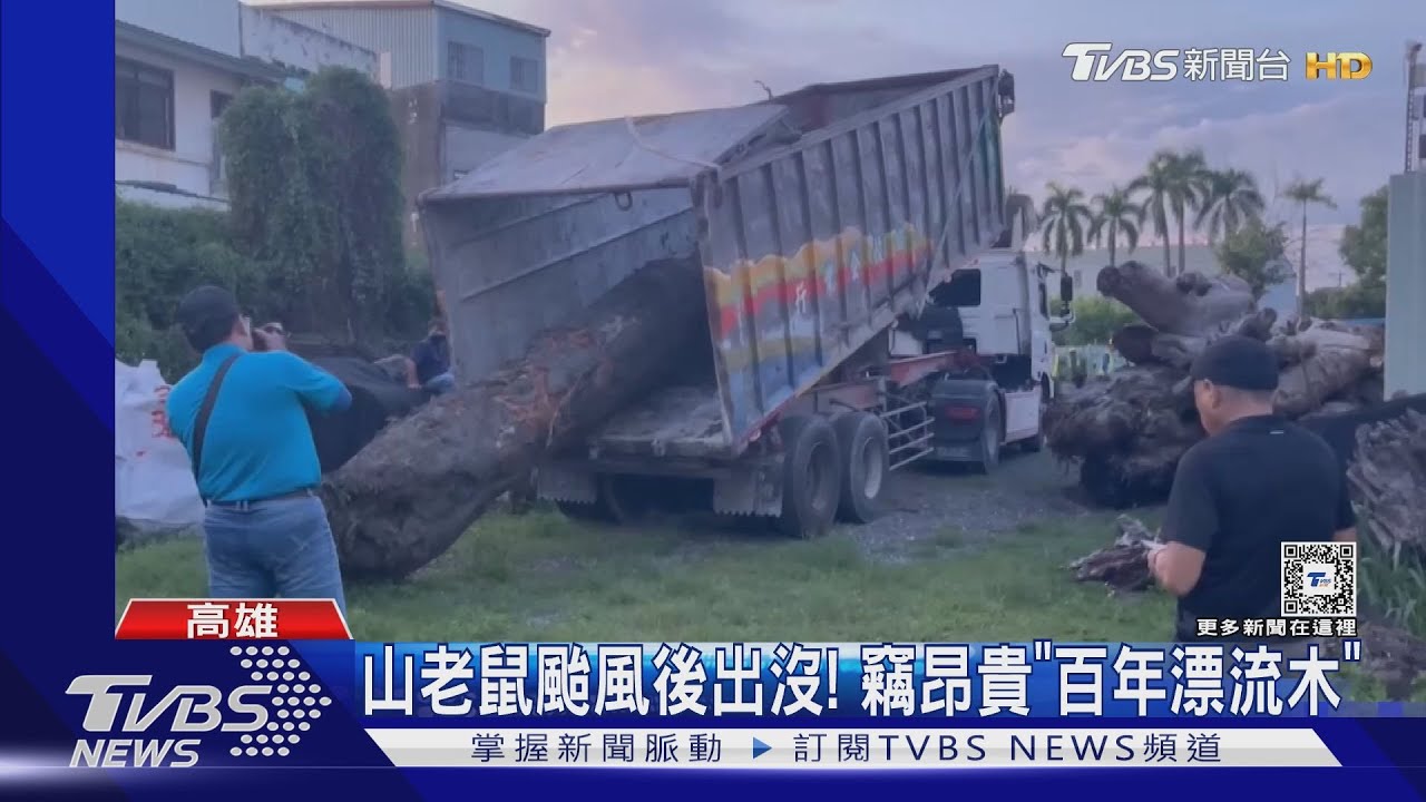 山老鼠颱風後出沒! 偷四百萬元「百年漂流木」