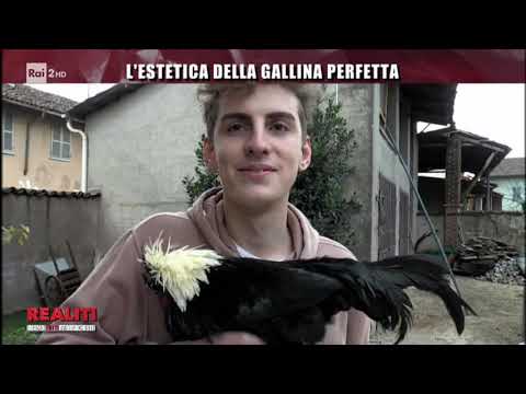 L'estetica della gallina perfetta - Realiti 17/07/2019